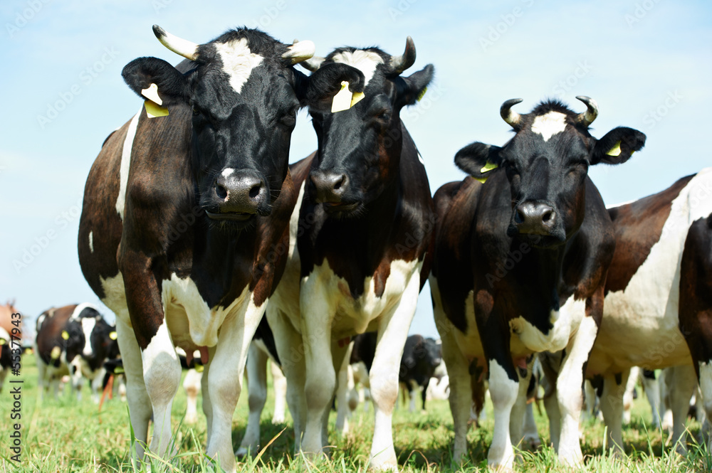 White black milch cows on green grass pasture