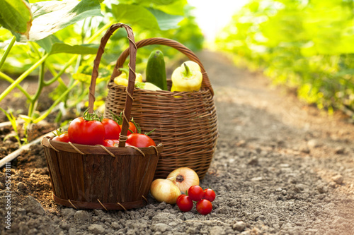 freshly harvested vegetables