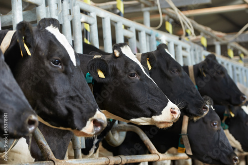 Cows herd  during milking at farm photo