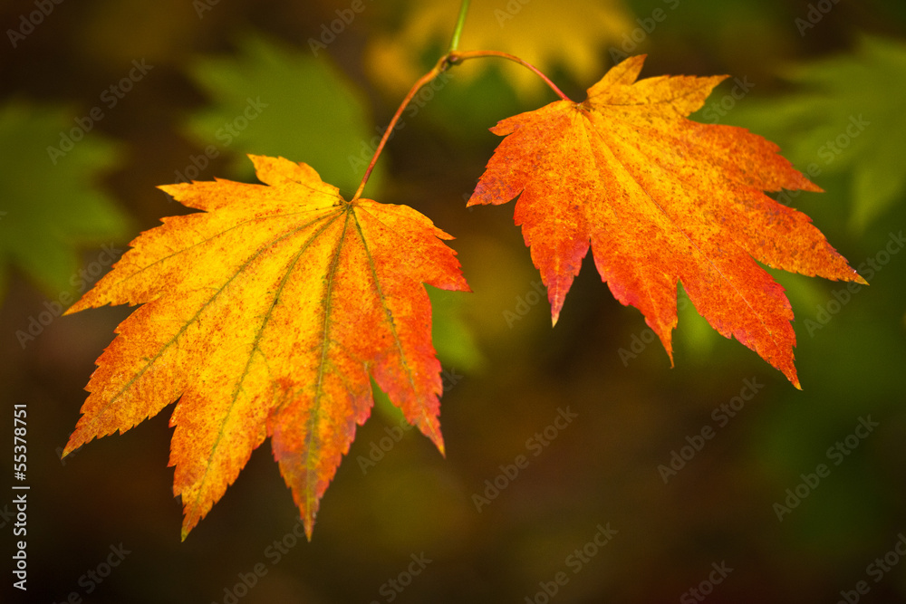 Autumn colours, Acer leaves Autumn colours, Acer leaves