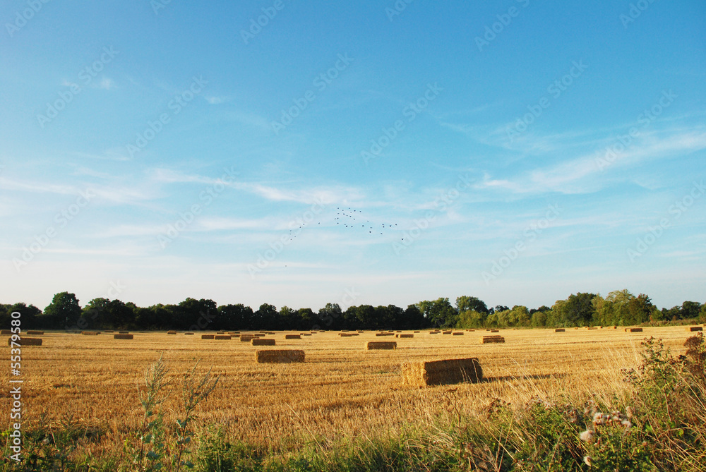 Fototapeta premium Flock of birds above a field of straw bales