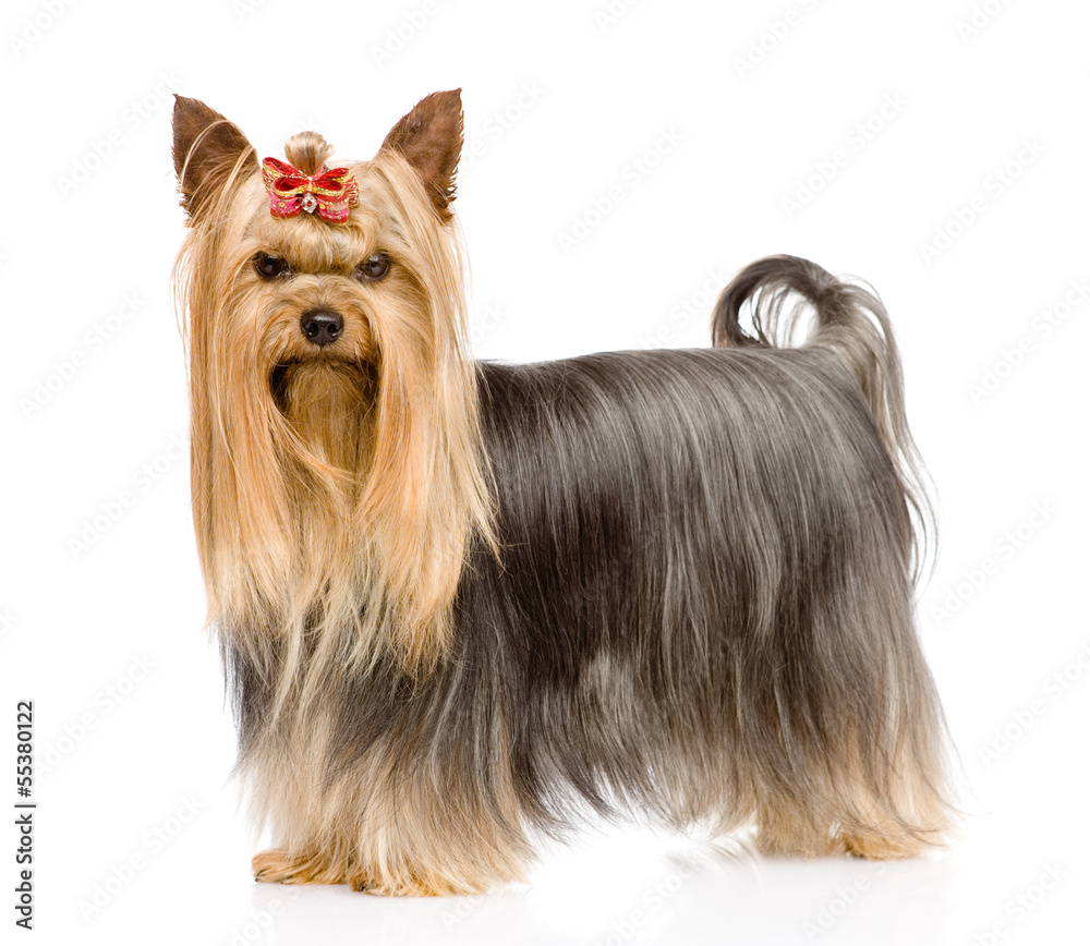 small kittens on the green grass