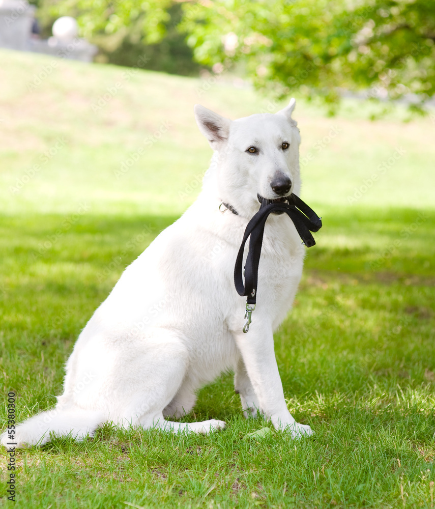 Purebred White Swiss Shepherd with a leash in his mouth Purebred White Swiss Shepherd with a leash in his mouth