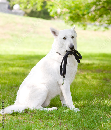Purebred White Swiss Shepherd with a leash in his mouth