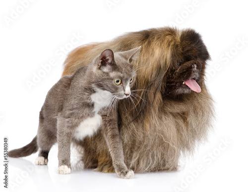 Cat and Dog looking away. isolated on white background photo