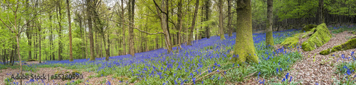 Magical forest and wild bluebell flowers #55380590