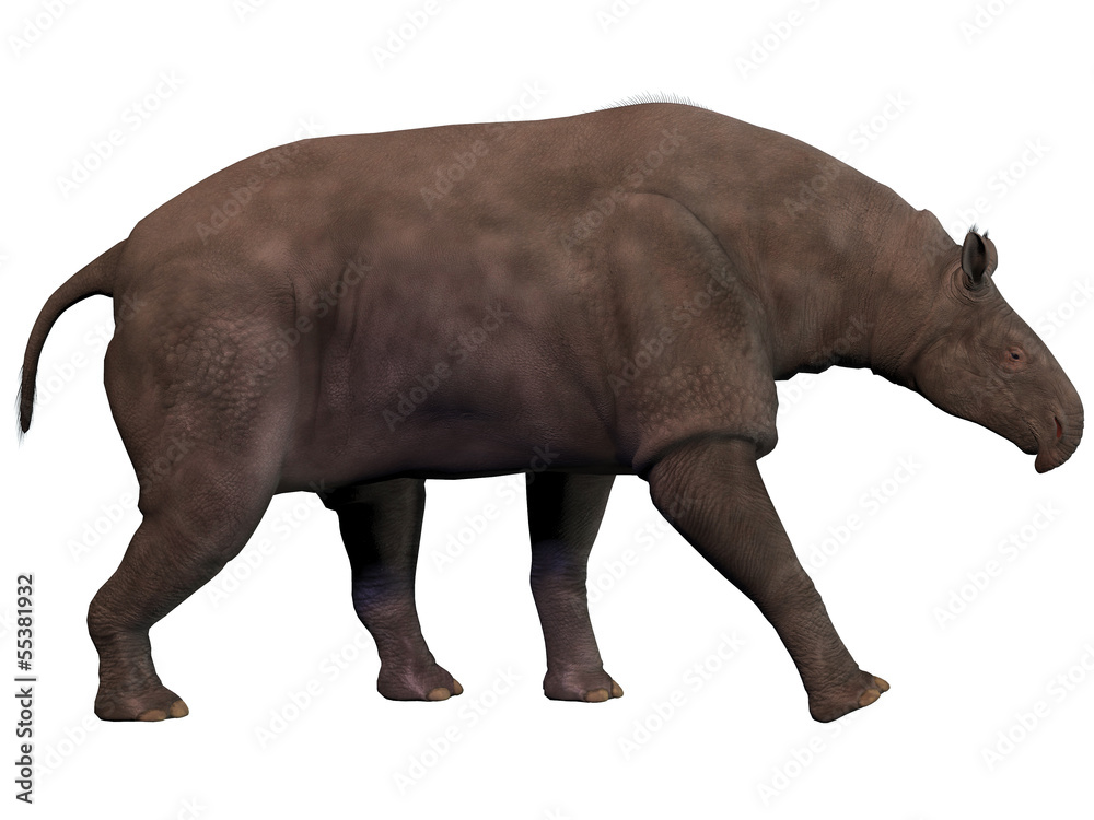 Obraz premium Paraceratherium on White