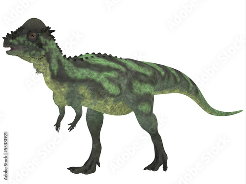 Pachycephalosaurus on White