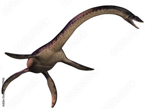 Plesiosaurus on White photo