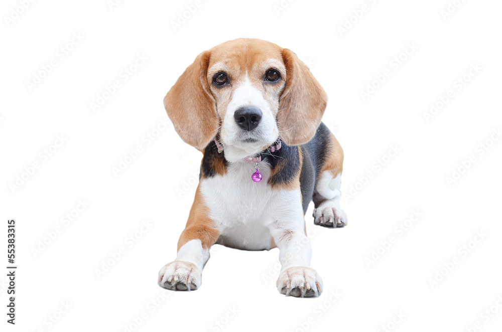 Beagle laying down white background