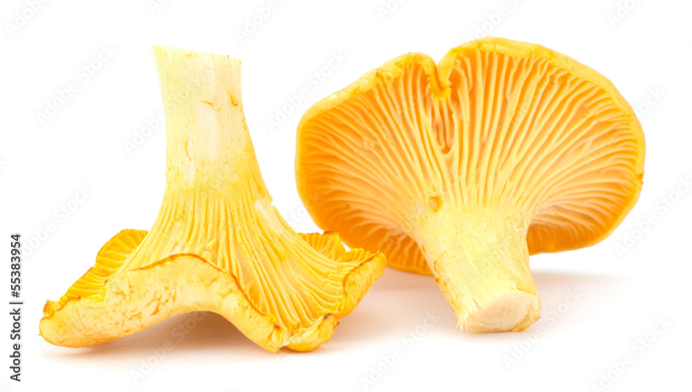 Yellow chanterelle isolated on white background Yellow chanterelle isolated on white background