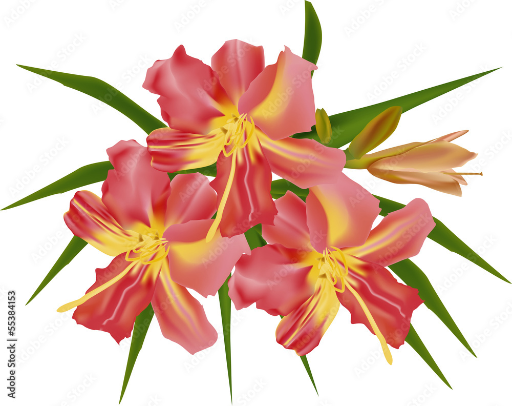 isolated bunch of red lily flowers isolated bunch of red lily flowers