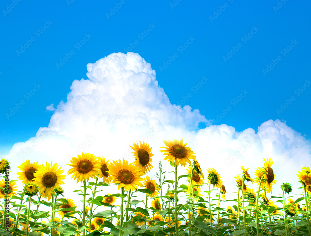 Naklejka premium ヒマワリ