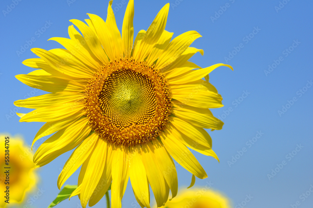 sunflowers sunflowers