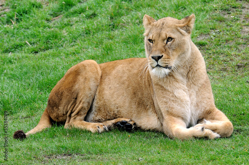 Lioness 1