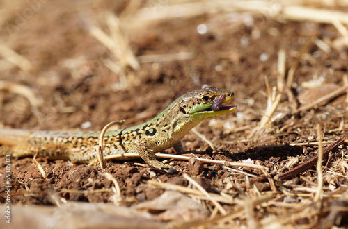 Sand Lizard (Lacerta agilis) eating insect