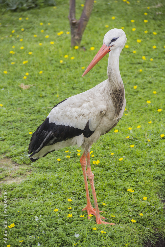 Fototapeta premium Stork on the grass
