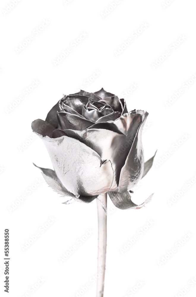 Naklejka premium The photo of beautiful silver rose