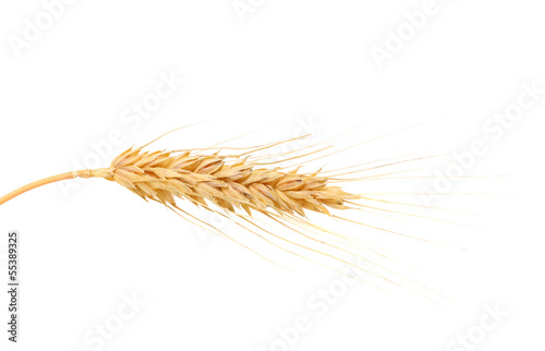 Ear of wheat.