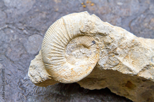 Ammonit im Kalkgestein