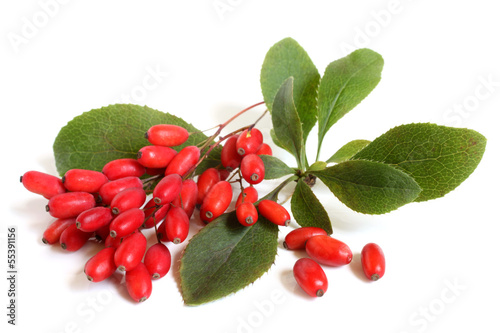 Ripe barberries on branch with green leaves photo