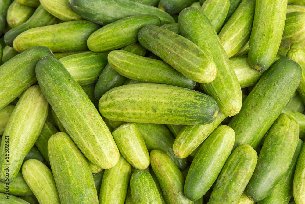 Cucumber