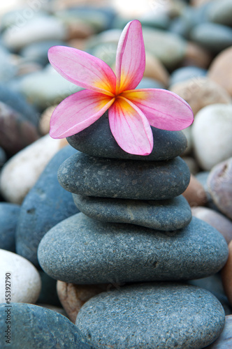 frangipani on pebbles and rocks for spa purpose