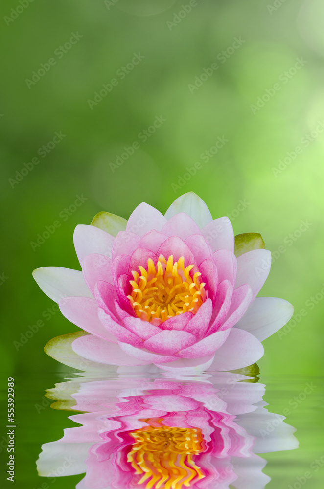 water lily , lotus on water with reflections water lily , lotus on water with reflections