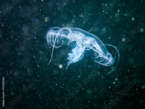 Freshwater jellyfish (Craspedacusta sowerbyi )