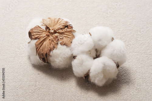 綿の実のアップ