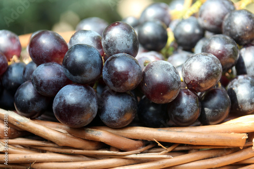 Wallpaper Mural rote trauben Torontodigital.ca