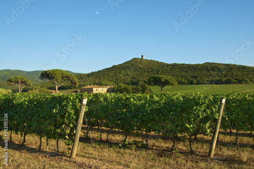 Italian farm whit vineyard and historical tower in italy, tuscan