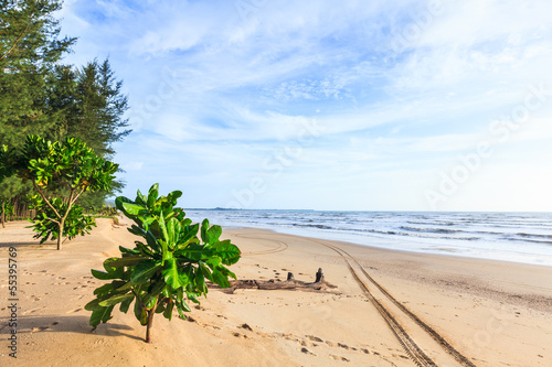 Tracks on the golden sand