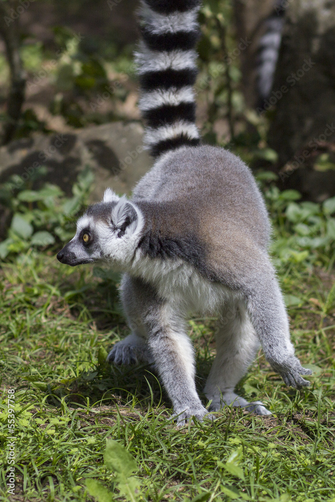 Obraz premium Ring-tailed lemur