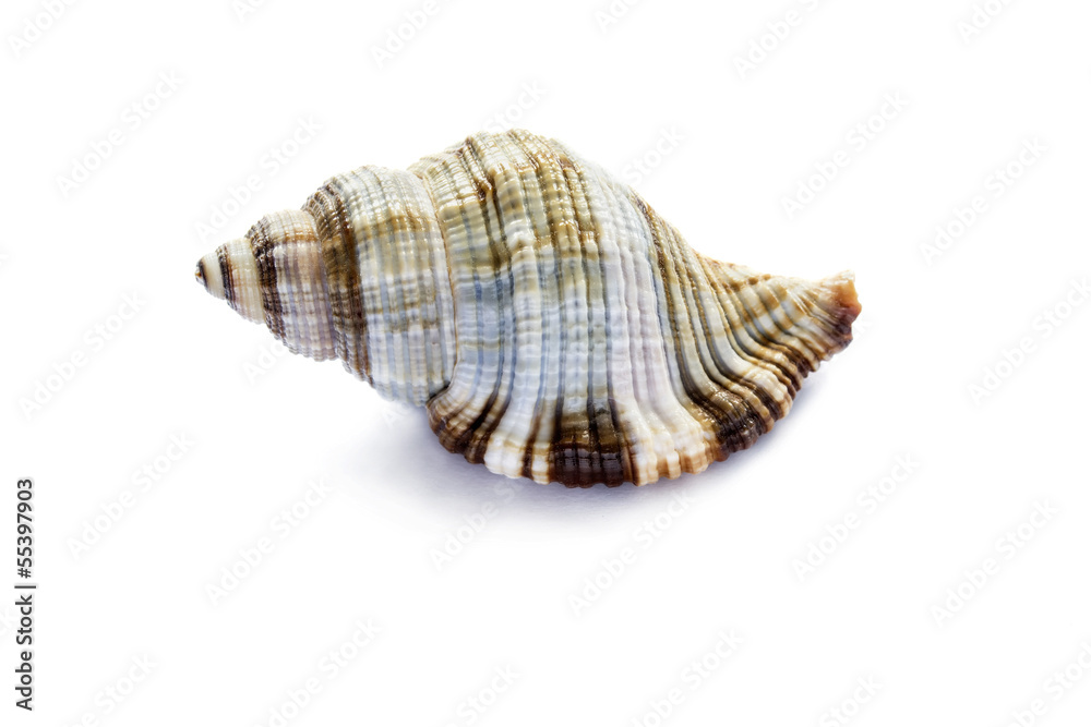 Spiral seashell Spiral seashell