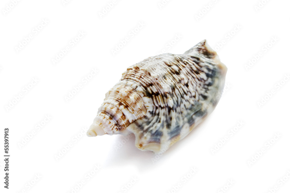 Tabby seashell