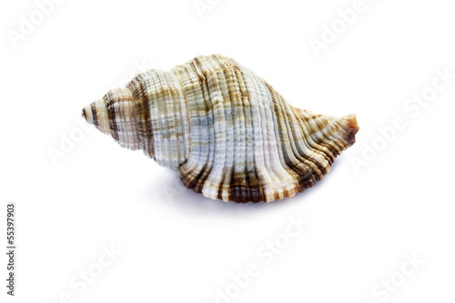 Spiral seashell