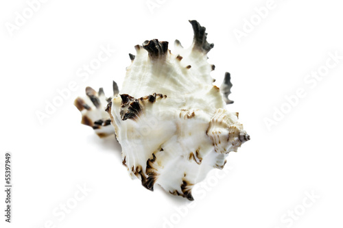 White delicate seashell