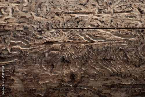 wood damaged by bark beetle