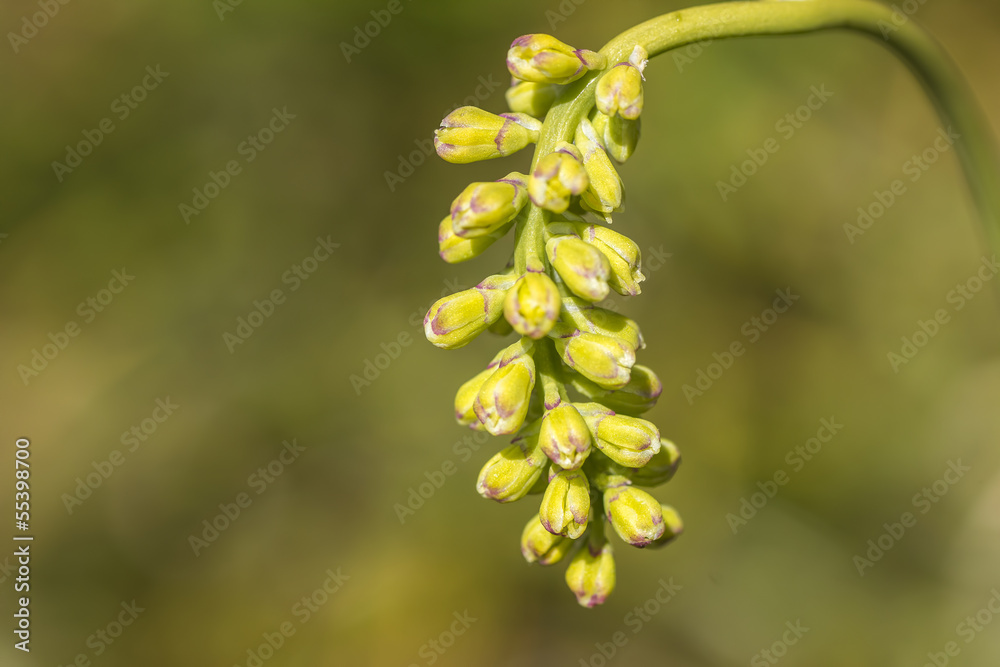 Fototapeta premium fiori di montagna