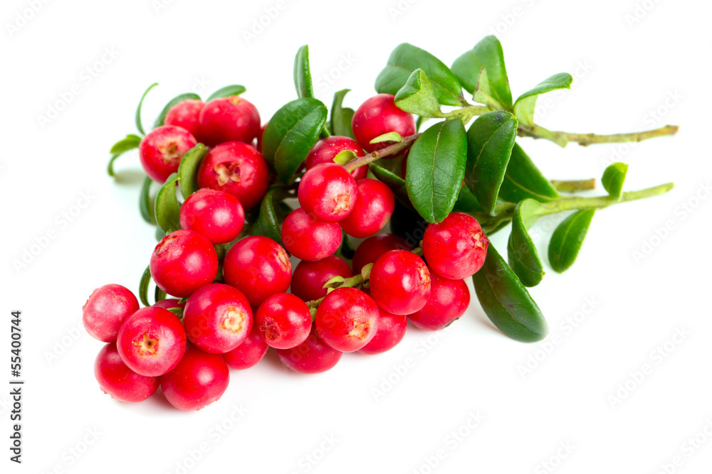 cowberries isolated on white background cowberries isolated on white background