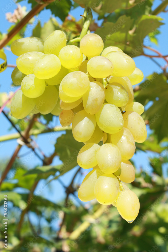 white grape white grape