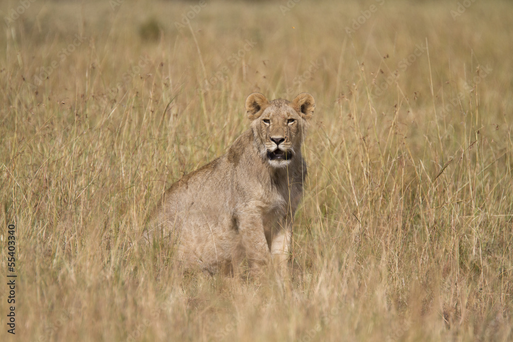 Portrait of a wild lion Portrait of a wild lion