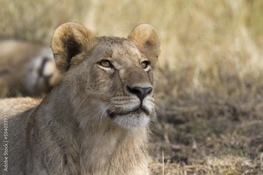 Fototapeta premium Portrait of a wild lion