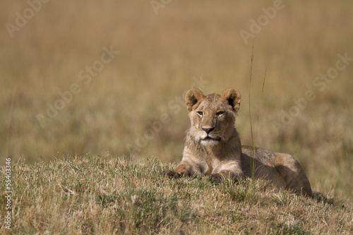 Portrait of a wild lion