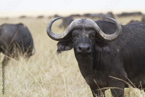 African cape buffalo photo