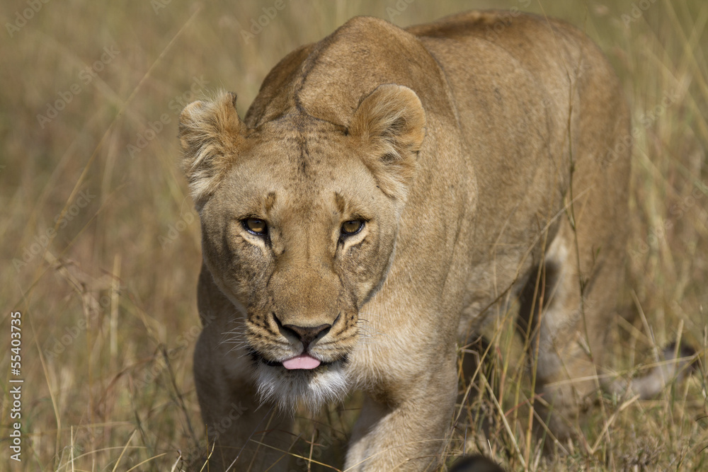 Portrait of a wild lion