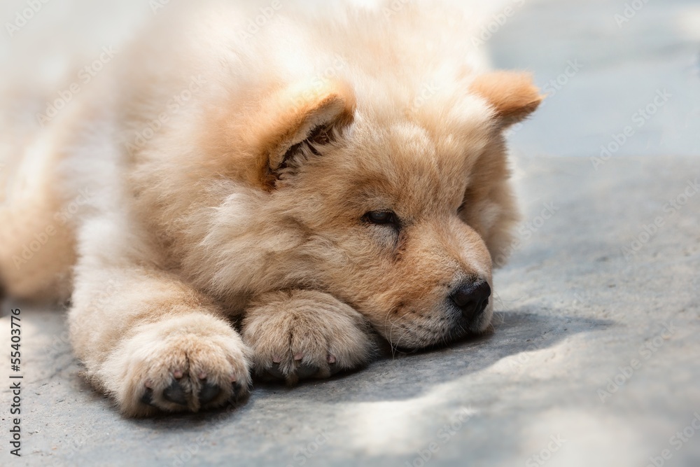 Fototapeta premium Cute puppy chow chow