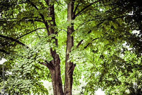 Old tree with green leaves over blurred background © Curioso.Photography