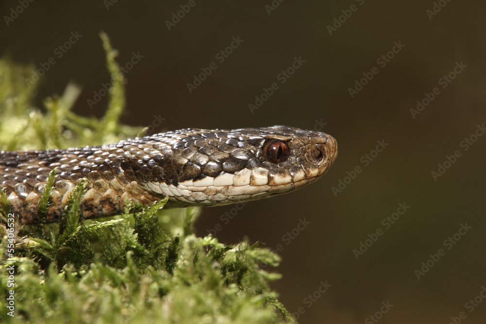Adder, Vipera berus Adder, Vipera berus